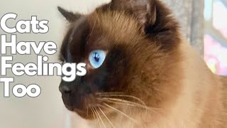 Is Your Cat SECRETLY Sad? 10 Signs You're HURTING Their Feelings Without Even Knowing!