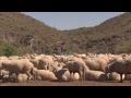Sheep Special - America's Heartland: Episode 911