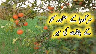 Kinnu ke Bagh ke sair | Tour to Kinnow Fruit Garden | پوری دنیا میں   مشہور سرگودہا کے کِنو کے باغات