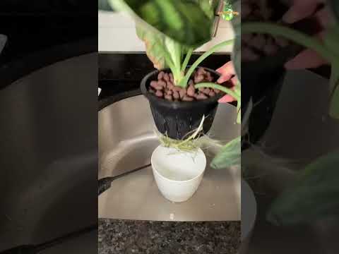 Watering of Alocasia