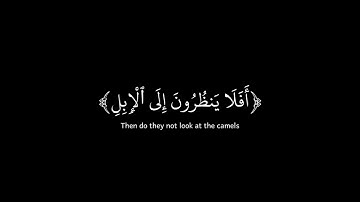 في جنة عالية - سورة الغاشية | القارئ عبد الرحمن مسعد | كروما شاشة سوداء قرآن كريم.
