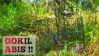 Download Lagu Kelalaian JEBAK BURUNG, memikat burung dengan kandang pikat burung kecil gacor MP3 Download Lagu Kelalaian JEBAK BURUNG, memikat burung dengan kandang pikat burung kecil gacor MP3