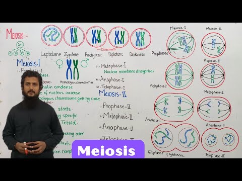Meiosis | stages of meiosis | class 12 - YouTube