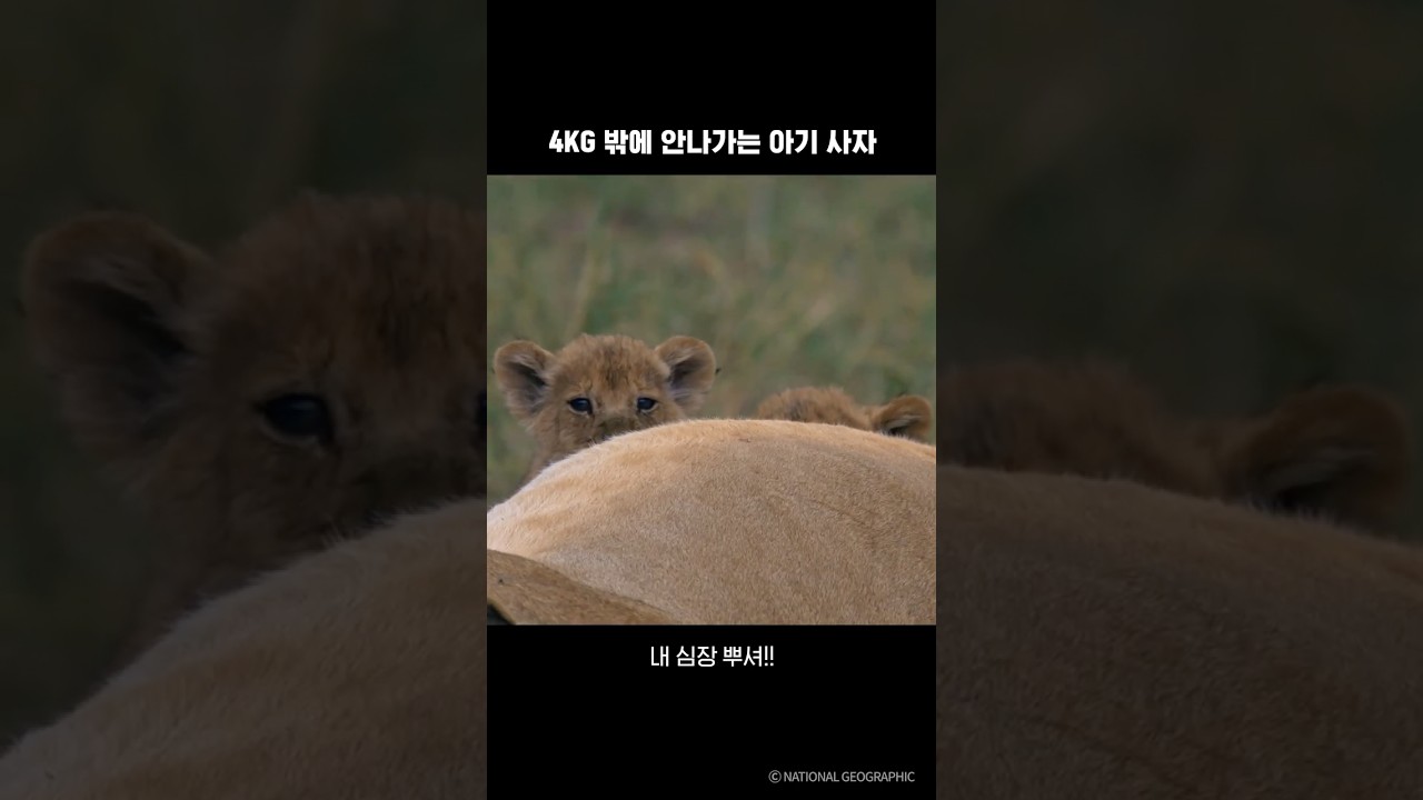 ⁣내 심장을 부수기 위해 찾아온 아기 사자 ｜ 와일드 멕시코