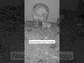 #shorts #owl pair has 7 #eggs #motticharter #chartergroup