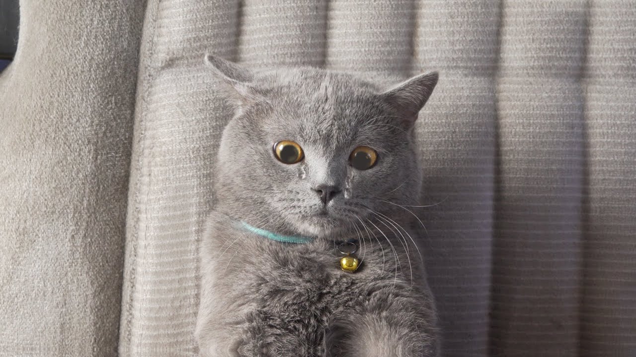 The Ultimate Viral Cat Video