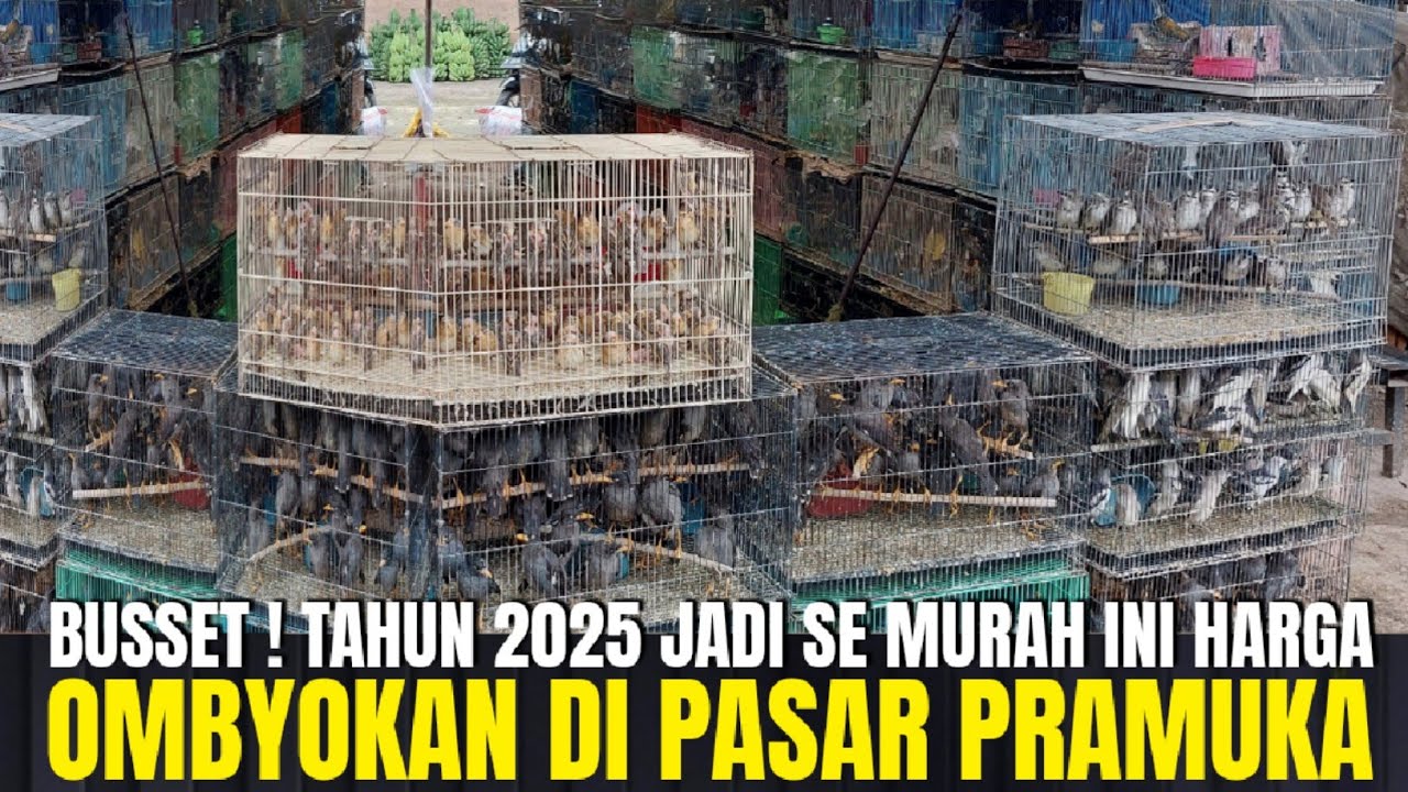 BUSSET TAHUN 2025 SEMURAH INI ? HARGA BURUNG OMBYOKAN DI PASAR BURUNG PRAMUKA