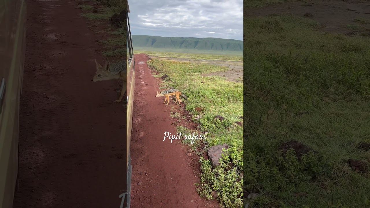 Jackal in Ngorongoro 