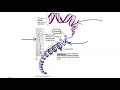 Cell cycle and the forms of DNA