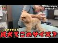 【初来店】生後４ヶ月から大きくならない？トイプードルの噛み犬トリミング