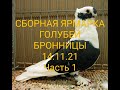 СБОРНАЯ ЯРМАРКА ГОЛУБЕЙ. БРОННИЦЫ.14.11.21. Ч.1#голубеводство#ярмаркаголубей#голуби#pigeon