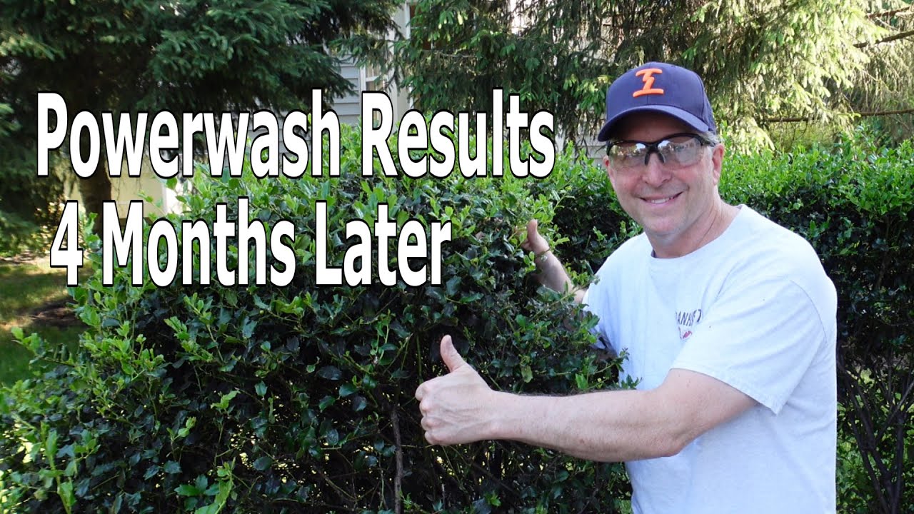 Destroys Your Scales and Black Sooty Mold, Best, Safest Way to Save the Plants