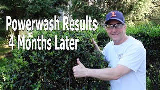 Destroys Your Scales and Black Sooty Mold, Best, Safest Way to Save the Plants