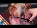 Yorkshire terrier haircut - Beautiful and comfortable short haircut の動画、YouTube動画。
