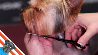 Yorkshire terrier haircut  Beautiful and comfortable short haircut