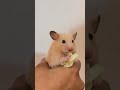 # 🌎 earth discoveries[ cute hamster 🐹]