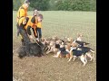 chasse sangliers, tirs sangliers, chasses aux chiens courants