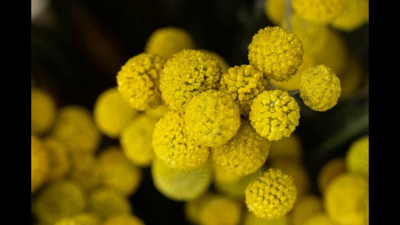 Cooler Flowers at Buckets Flowers