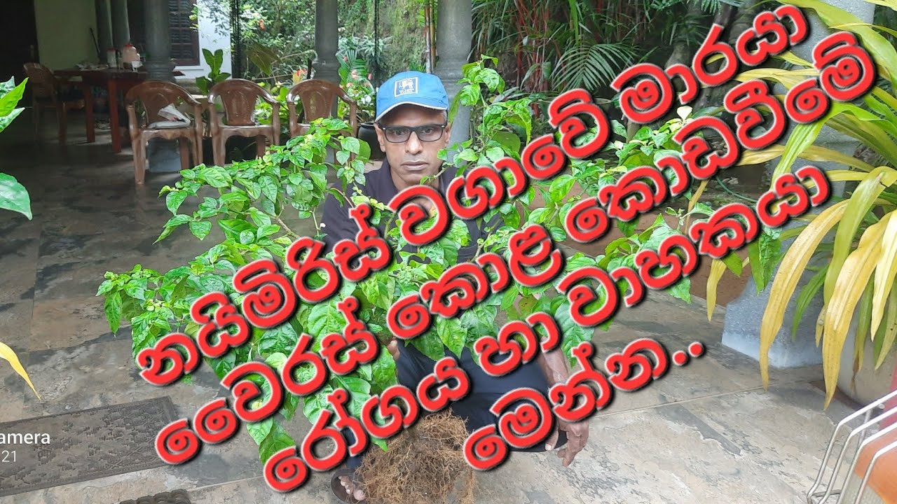 නයිමිරිස් වගාවේ වෛරස් රෝගය සුදුමැස්සා මගින් පතුරුවන අතර ඔවුන් මර්දනය තුලින් පැතිරීම වළක්වා ගත හැකිය.