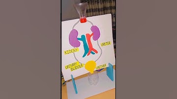School Science Project | Kidney Working Model #shorts #project #biology #science