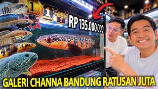 SIDAK GALERI CHANNA BANDUNG ISI IKAN KONTES SAMPAI RATUSAN JUTA! PELANGGANNYA SAMPAI KE LUAR NEGERI!