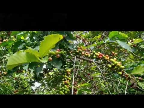 Buna Keelloo Aanaa Shanan Dhuuggoo