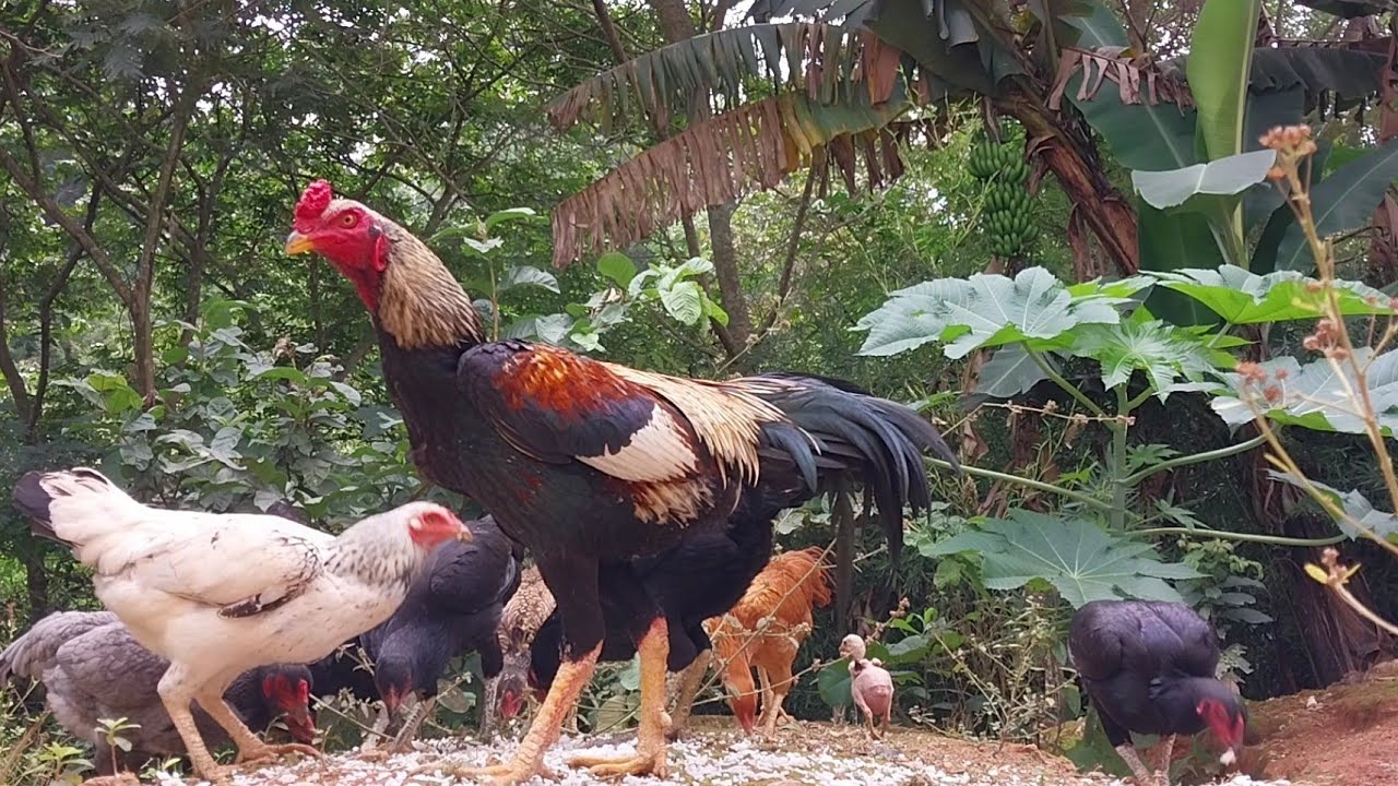 Galo  bonito solto no campo