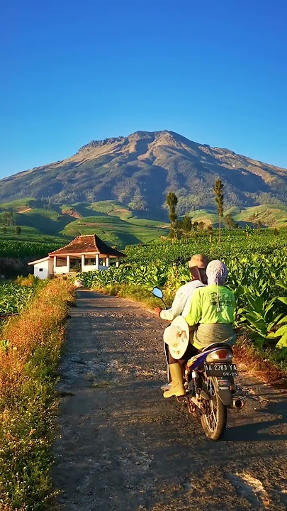 Seperti Lukisan, Keindahan Lereng Gunung Sumbing di Pagi Hari #pemandangan#alam#shorts