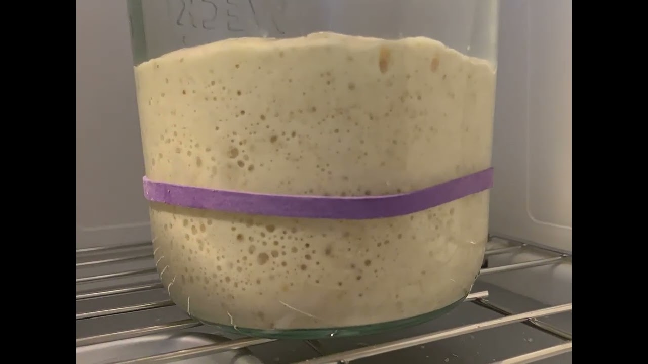 Time-lapse of Sourdough Starter Rising and Doubling