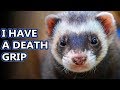 Ferret (European Polecat) facts: fur noodles | Animal Fact Files