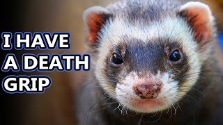 Ferret (European Polecat) facts: fur noodles | Animal Fact Files