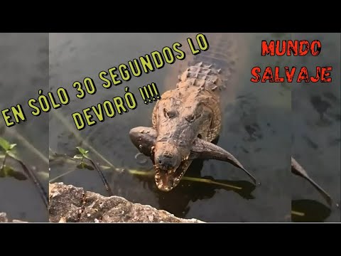 Cocodrilo devora enorme pescado de un solo bocado