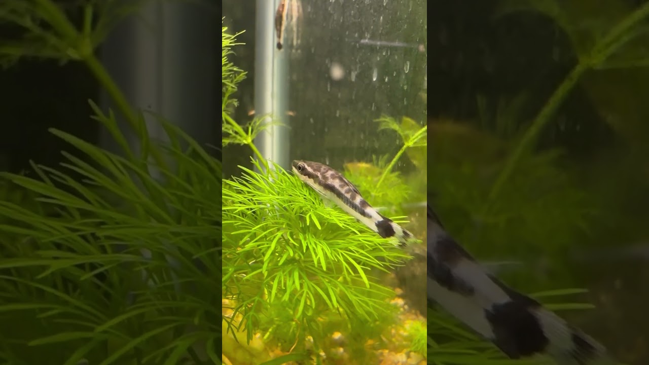 The Best Otocinclus Algae Eater: How To Take A Break From Algae
