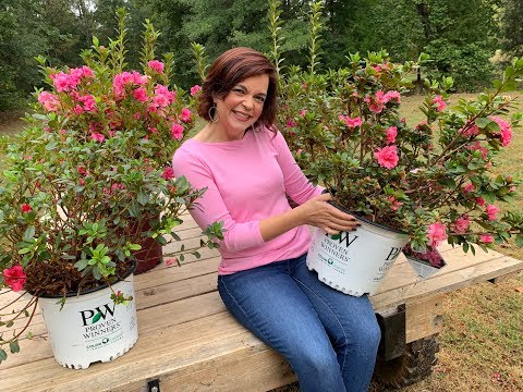 Video: Blooming Winter, Or A Few Words About Azaleas