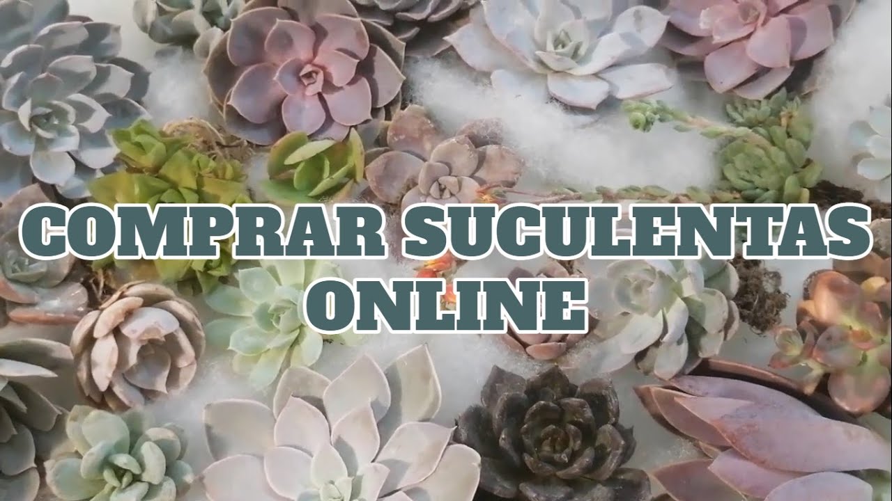suculentas comprar online por internet chuyito jardinero