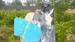 Nomadic Lifestyle Of Iranamazing Donkey Riding