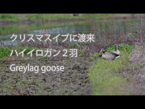 【クリスマスイブに渡来】ハイイロガン２羽 Greylag goose