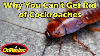 Why Are Cockroaches So Hard to Kill???