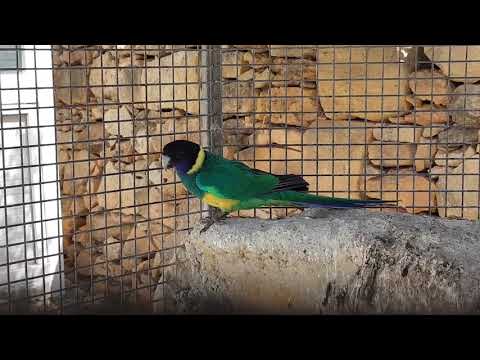 Port Lincoln parrot