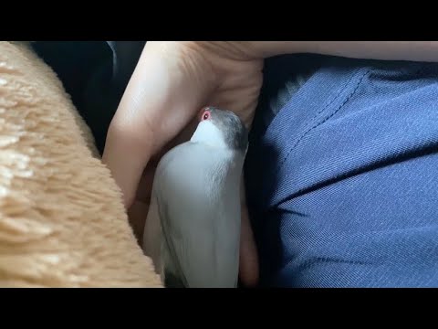 遊んだ後に飼い主と抱き枕の間で落ち着く文鳥　java sparrow