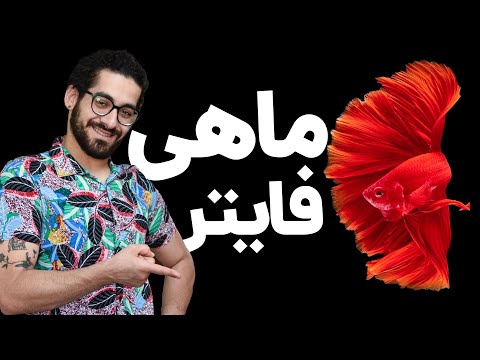 تصویری: نحوه تغذیه اسب: 15 مرحله (همراه با تصاویر)