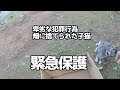 【緊急仔猫保護】畑に捨てられた直後の子猫を保護＃猫＃cat