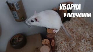 картинка: ЧТО БУДЕТ ЕСЛИ ДОЛГО НЕ УБИРАТЬСЯ У ПЕСЧАНКИ?