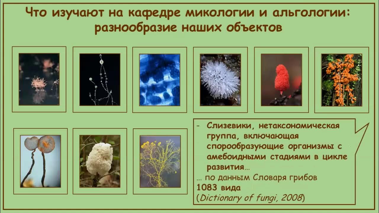 Альгология микология. Кафедра микологии и альгологии. Кафедра микологии и альгологии МГУ. Альгология и микология Дьяков. Микология и альгология Белякова.