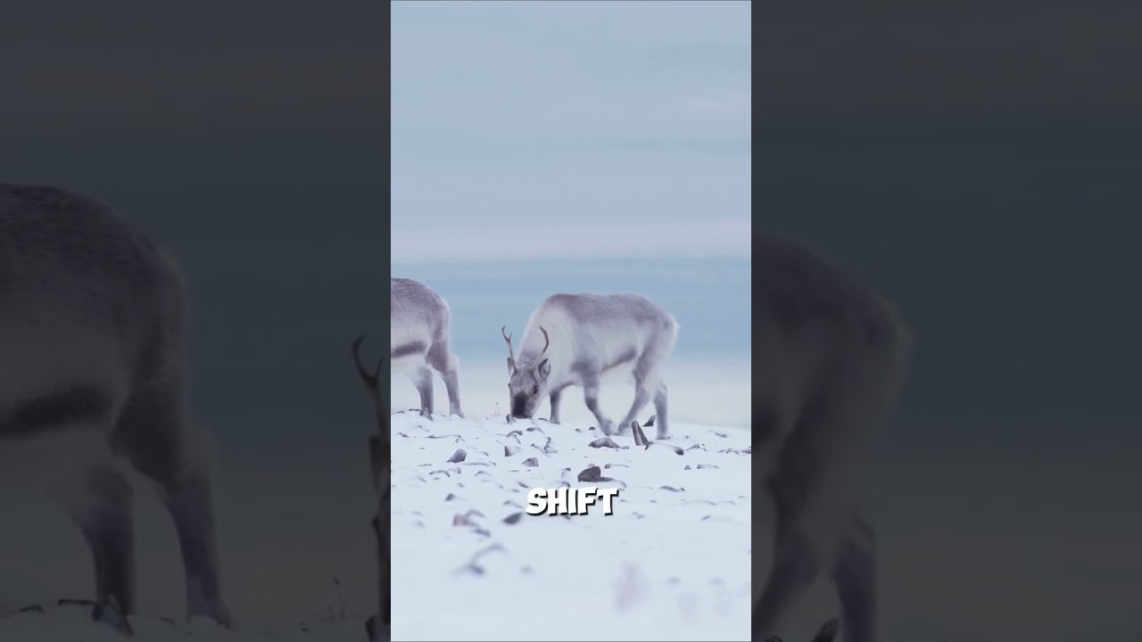 Reindeer Eyes Change Color 😲🦌 || 