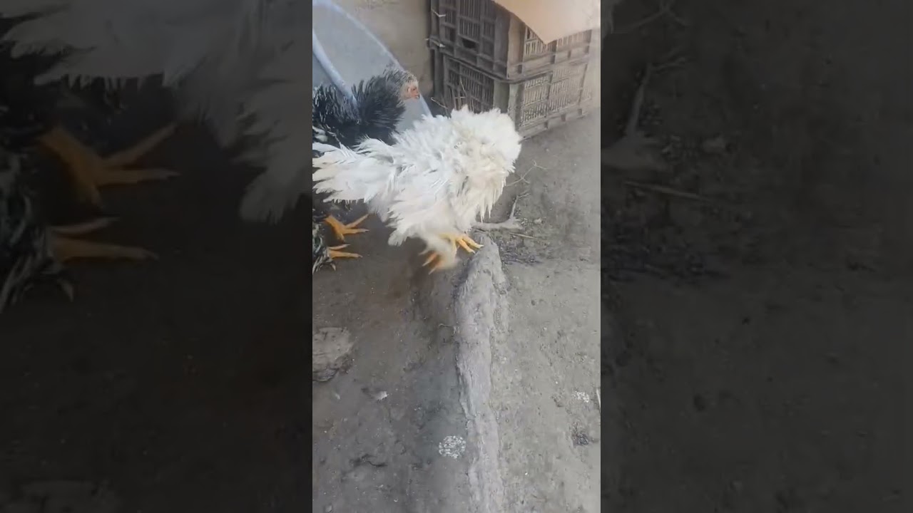 frizzle tri top quality pure blood line