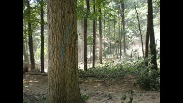 Tree Identification - Part 2