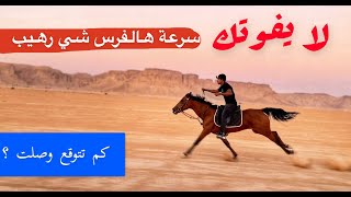 طلعنا نحسب سرعة هالفرس وصراحه شي مذهل 😲😍😍 فيديو رهيييب 🐎 Amazing Mare