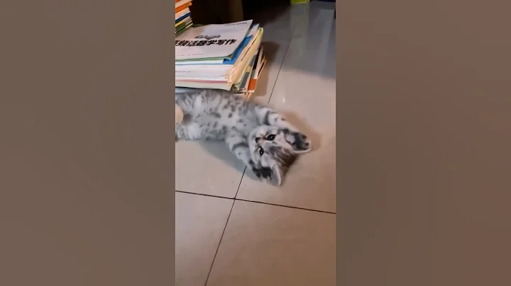 Video 10059911: cats catlover pets meow, pet catlover meow cute, cute adorable pets catlove, pet cat play cute, funny cats dogs