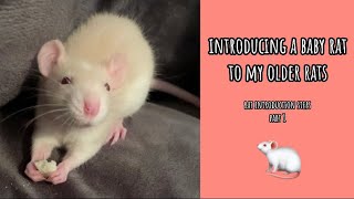 How To Introduce Rats To Each Other (part 1)